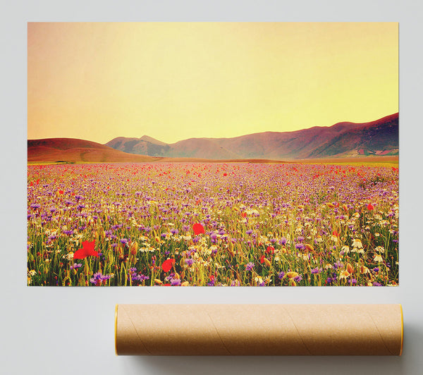 Sunny Field Of Beautiful Wild Flowers