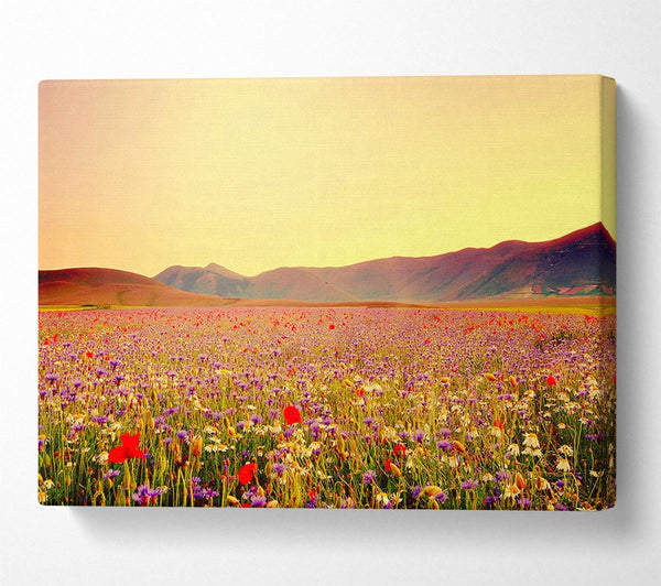 Sunny Field Of Beautiful Wild Flowers