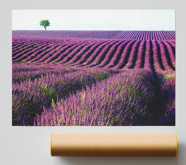 Summer Lavender Fields