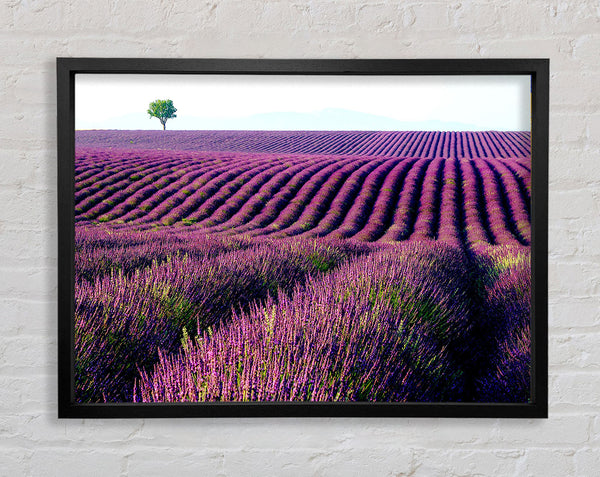 Summer Lavender Fields