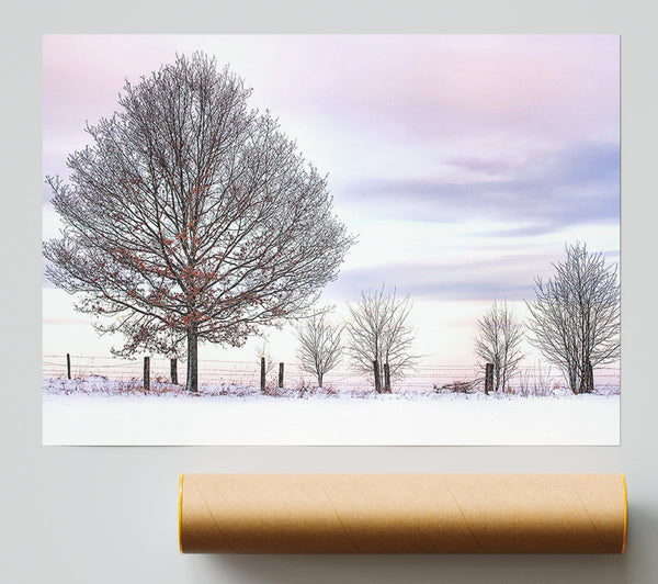 Trees And Fence Winter