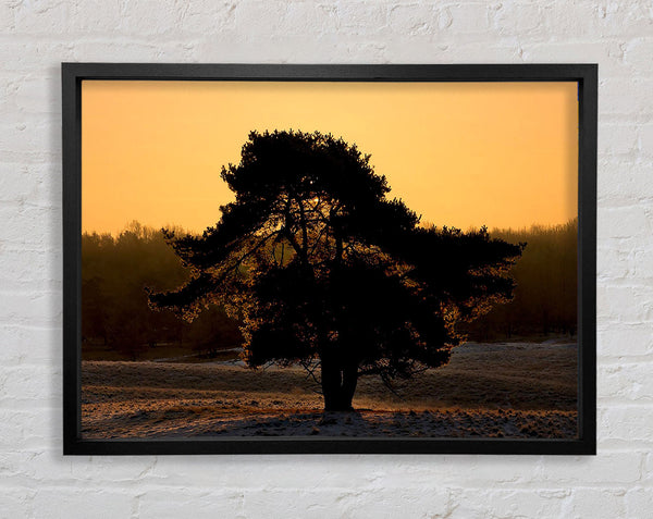 Stunning Old Tree At Dusk