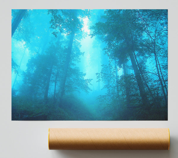 Foggy Forest