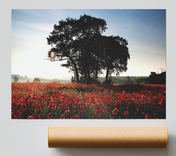 Sunset Poppy Tree