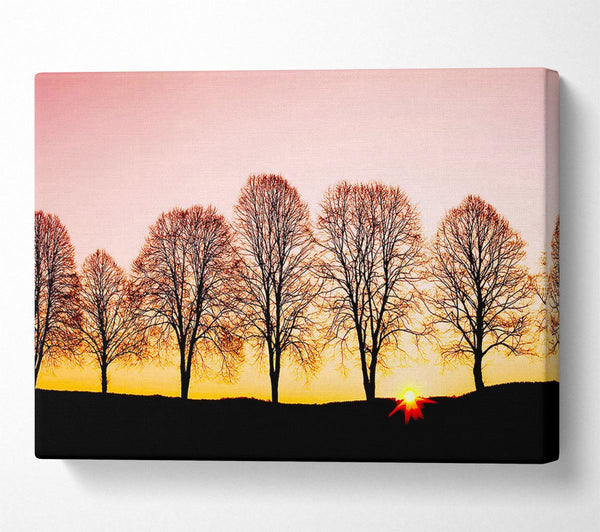 Beech Trees At Sunrise