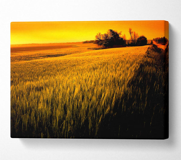 Sunset Over Wheat Field