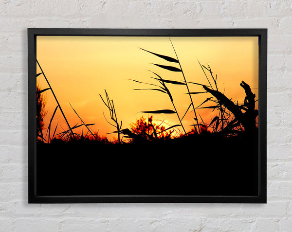 Sunset Reeds