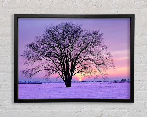 Sunrise In The Purple Winter