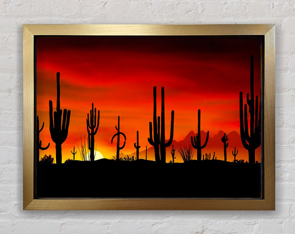 Cactus Sunset Beauty