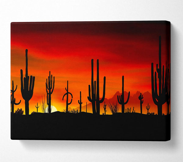 Cactus Sunset Beauty