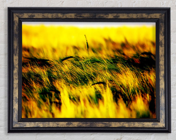 Wheatfield Yellow