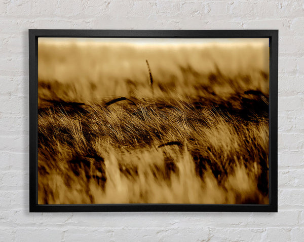 Wheatfield Sepia