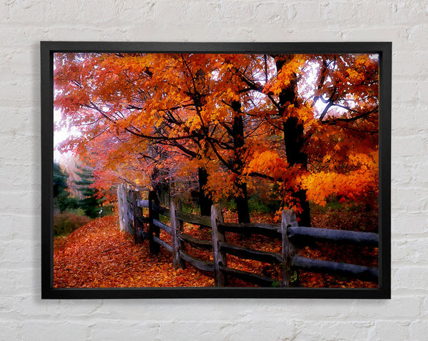 Orange Autumn Leaves