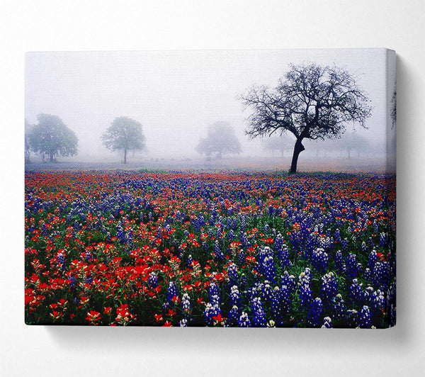 Field Of Flowers In The Morning Mist