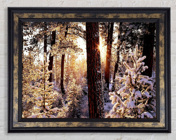 Winter Woodland