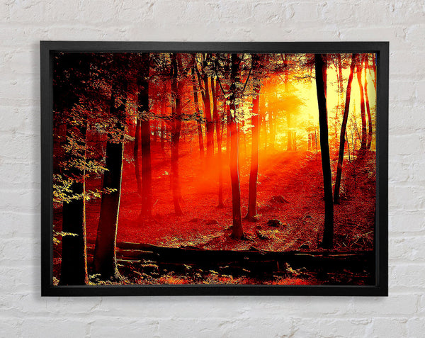 Red Woodland Beam