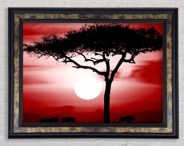 African Safari Red