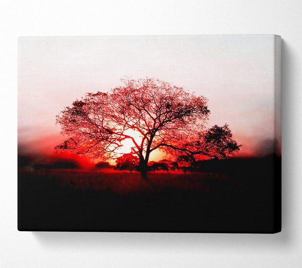 Red Sunrise Oak Tree