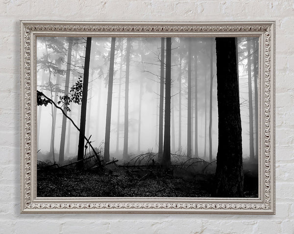 Black n White Woodland Mist