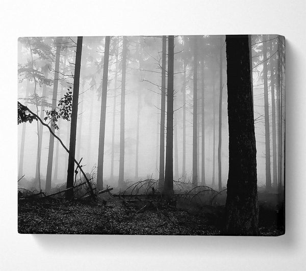 Black n White Woodland Mist