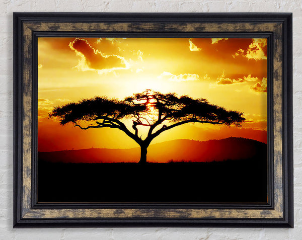 African Tree At Sunset