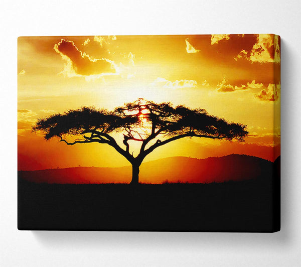 African Tree At Sunset