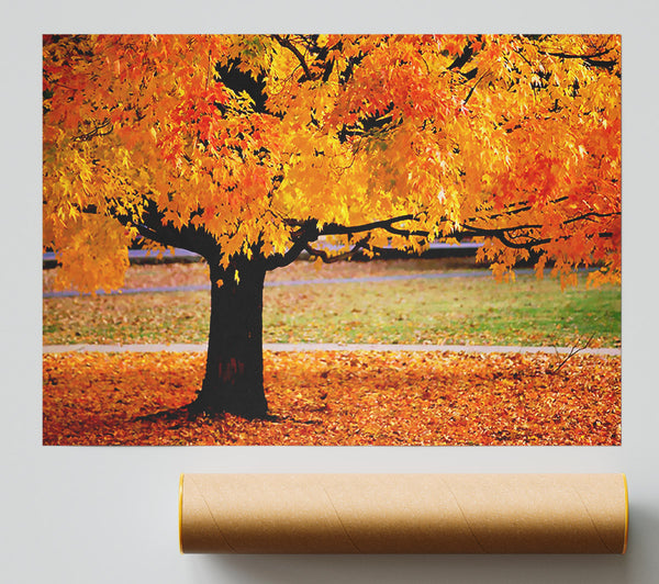 Orange Autumn Tree