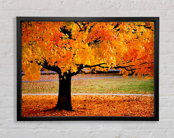 Orange Autumn Tree