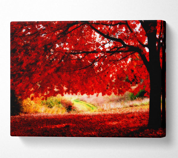 Red Autumn Tree