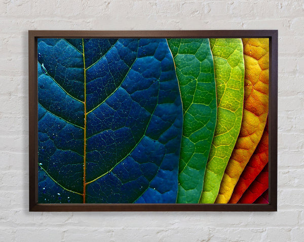 Colourful Leaves