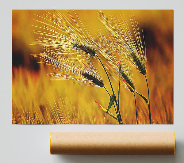 Wheat In The Golden Sunlight