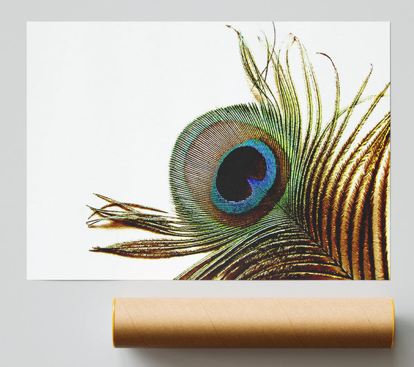 Peacock Feather Close-Up