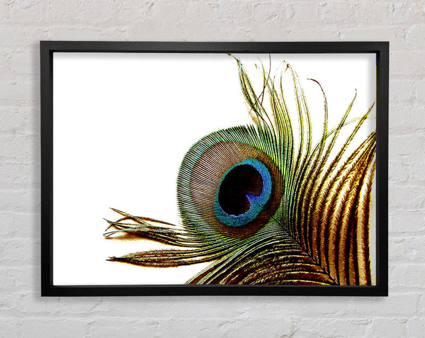 Peacock Feather Close-Up