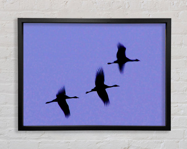 Geese Trio In Flight Purple