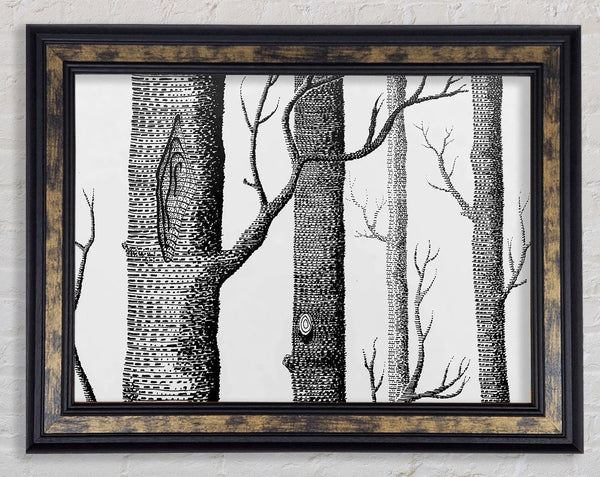 Black And White Tree Trunks