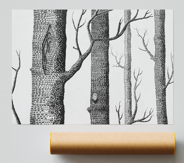 Black And White Tree Trunks