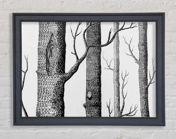 Black And White Tree Trunks