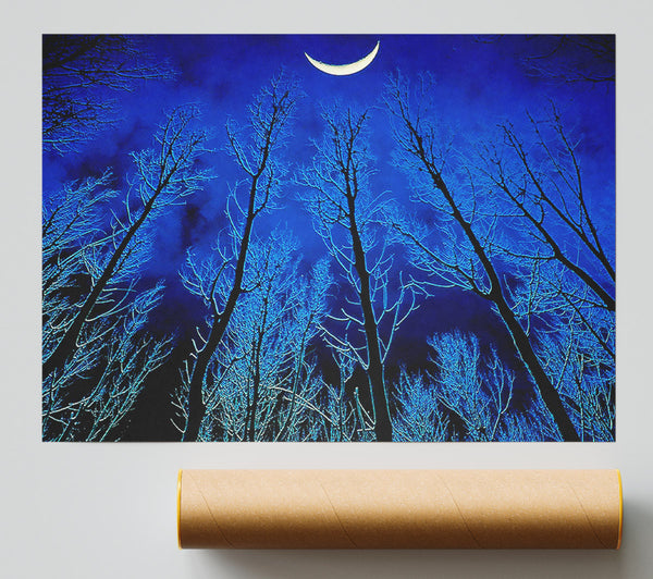 Forest By Moonlight