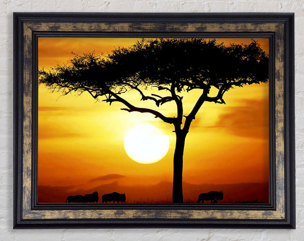 African Safari Tree In Sunlight