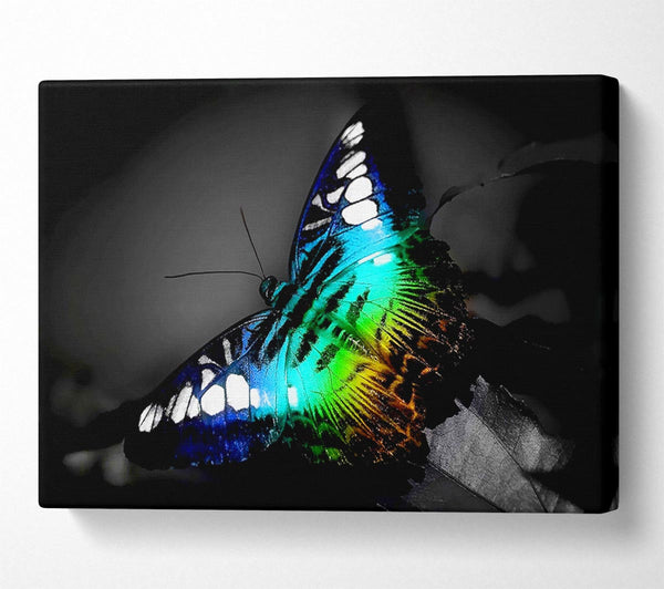 Psychedelic Butterfly 2