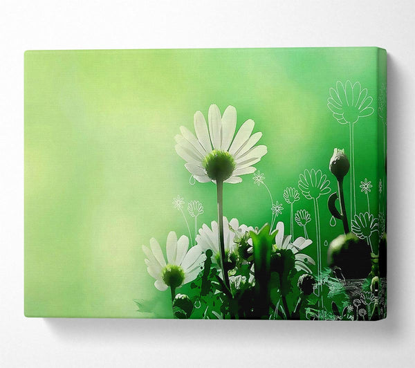 Green Daisy Garden