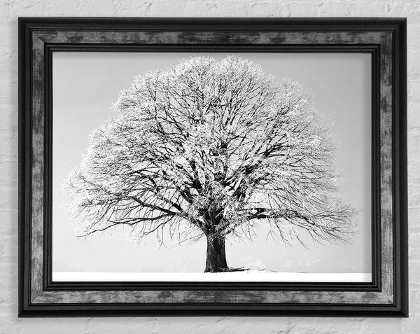 Winter Snow Tree B n W