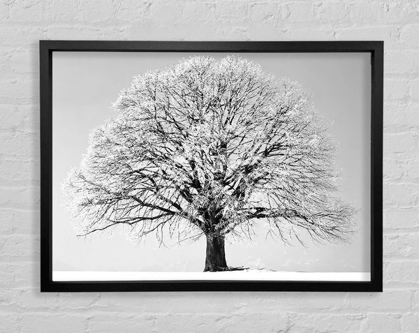 Winter Snow Tree B n W