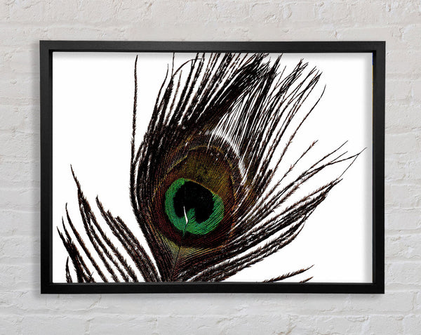 Peacock Eye Feather