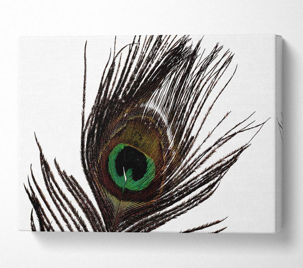 Peacock Eye Feather