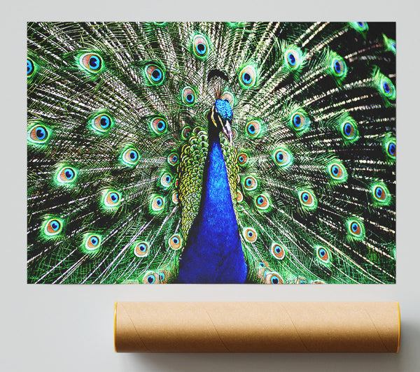 Stunning Peacock Feathers