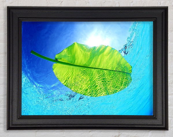 Blue Waters Of A Green Leaf