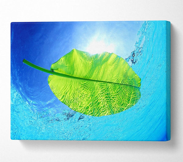 Blue Waters Of A Green Leaf