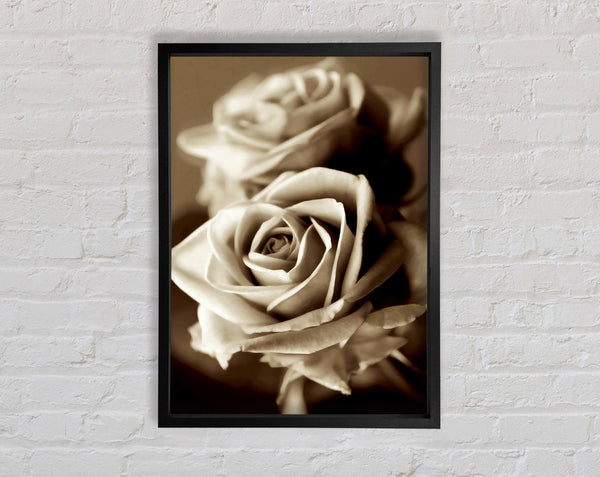 Sunning Sepia Roses