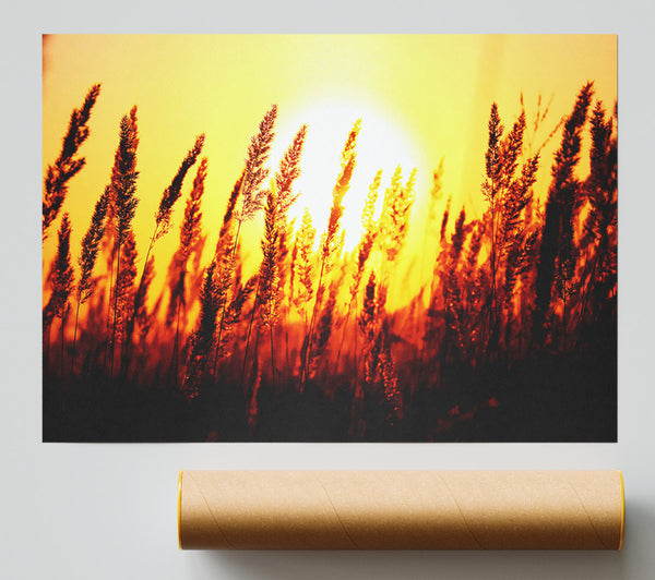 Beautiful Sun Rise Reeds